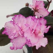 Cajun's Freckleface Kid