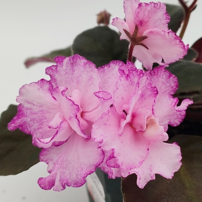 Cajun's Freckleface Kid