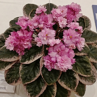 Cajuns Freckleface Kid