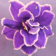 Caribbean Blue