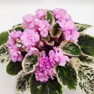 Fredette's Risen Star