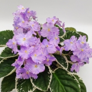 K's Lilac Infusion