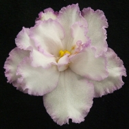 Lyon's Spun Sugar