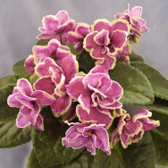 Mountain Snowcap