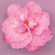 Pink Bonanza