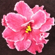 Sparkleberry