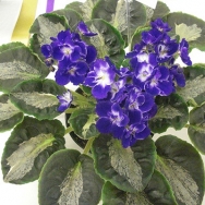 Harmonys Little Stinker