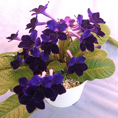10 Streptocarpus