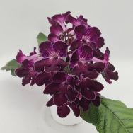 Bristol's Black Cherry