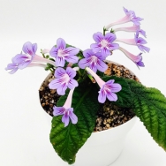 Dale's Baby Bluebirds