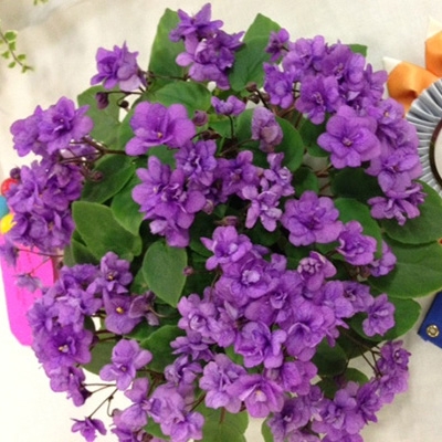 5 Trailing violets