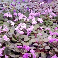Trailing violets