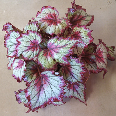 begonia