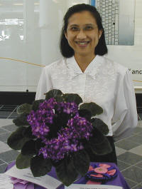 Standard African violet