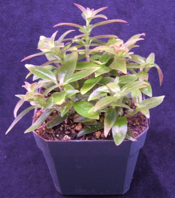 columnea