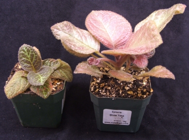 episcia