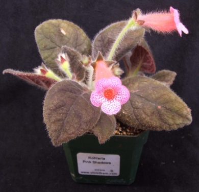 kohleria