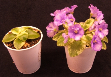 miniature violets