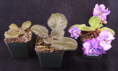 standard violets