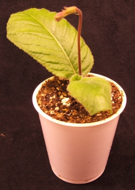 streptocarpus