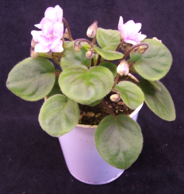 trailing violet