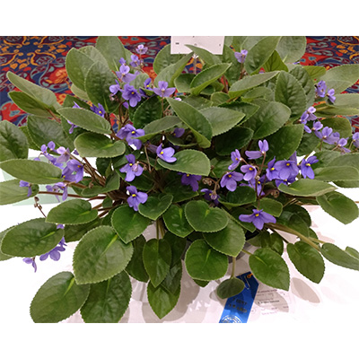 Saintpaulia rupicola The Violet Barn African Violets and More