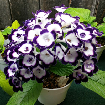 streptocarpus