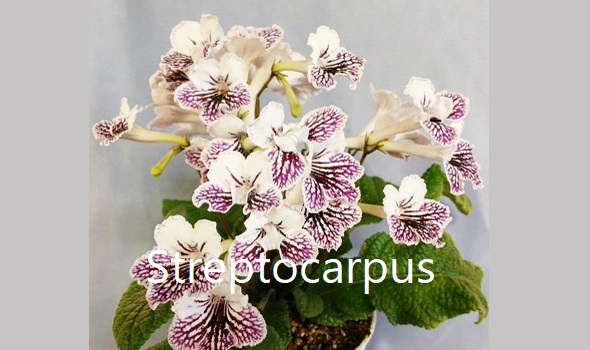 Live house plant purple bloom variegated African Violet Harmony's